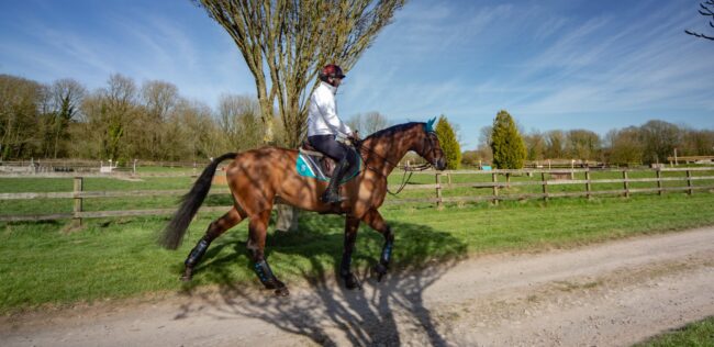 cavalli sportivi cavalli sportivi