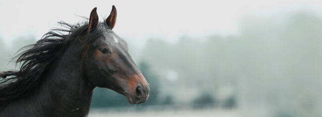 francia, All.to Il Colle, Haras de Bouffey, imagess, stefano secchi
