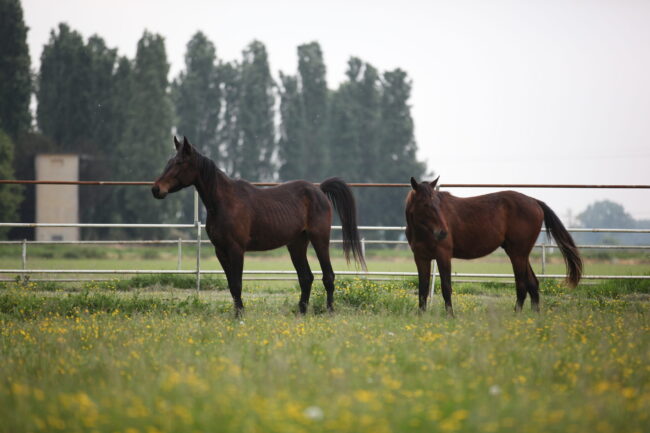 Tenuta Il Cigno, TPR, progetto islander, islander