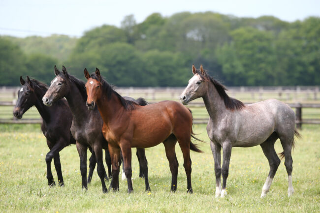 francia, All.to Il Colle, Haras de Bouffey, imagess, stefano secchi
