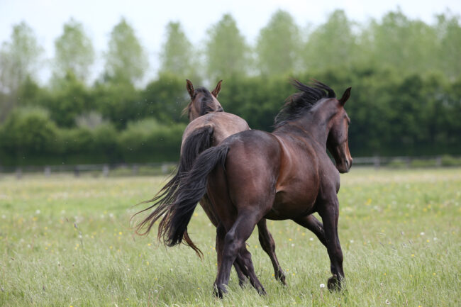 francia, All.to Il Colle, Haras de Bouffey, imagess, stefano secchi