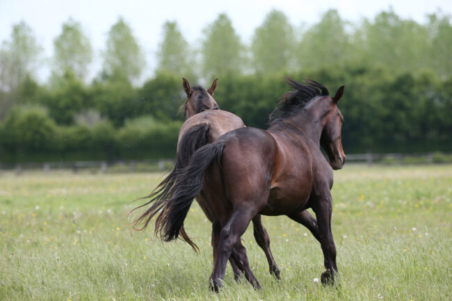 francia, All.to Il Colle, Haras de Bouffey, imagess, stefano secchi