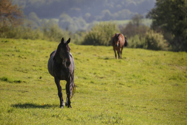 francia, Edward Levy, imagess, stefano secchi