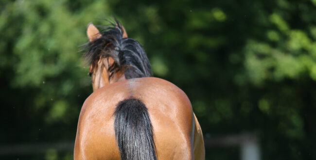 francia,BW Elevage, WOW Jumping, Basini, imagess, stefano secchi