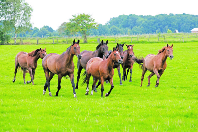 Germania Allevamenti – il Chirone