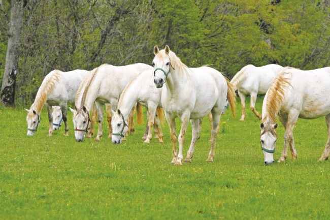 Lipica 2008 – allevamento – breeding