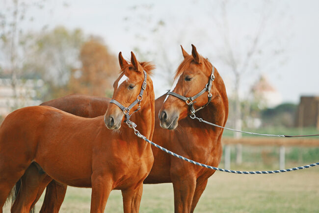 Allevamento di Campalto