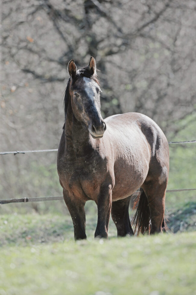 C03-04_22_Dufino_Basini2015_SS7_0980