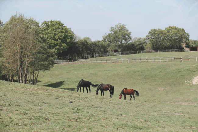 C09-10_22_WOW_France2017_SS7_7804