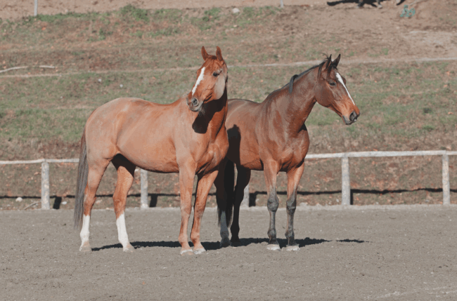 Schermata-2022-11-17-alle-18.42.59