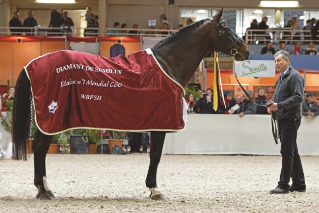 Diamant de Semilly _ ranking stalloni