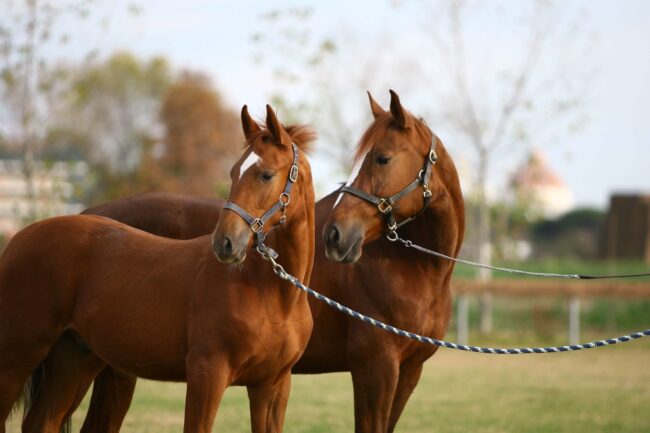 Campalto2007_SS1_0800