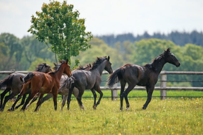 Colle_France2017_SS7_8922 (Personalizzato)