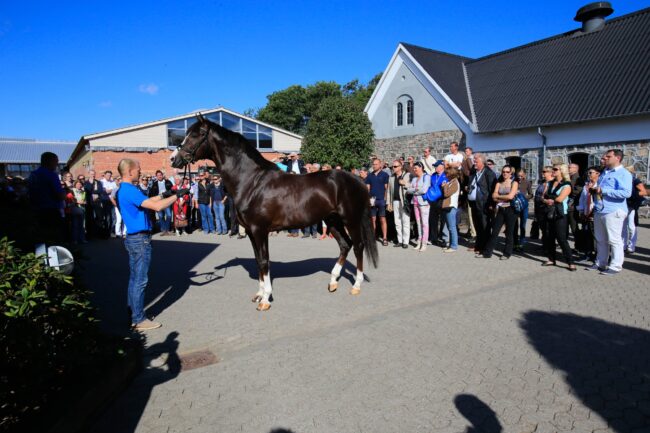 imagess, stefano secchi,