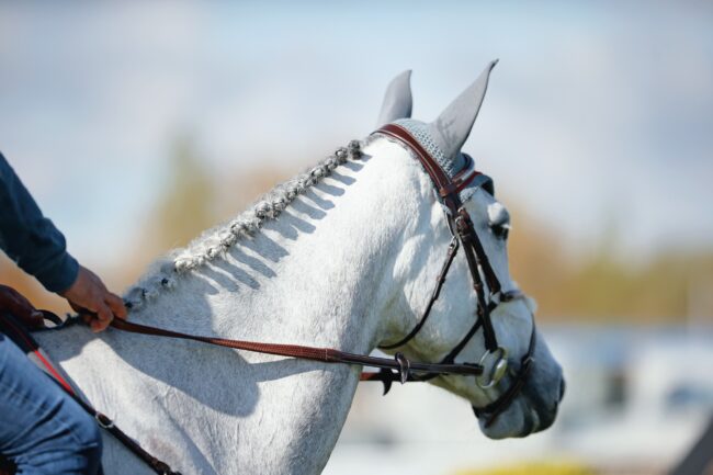 imagess, stefano secchi,